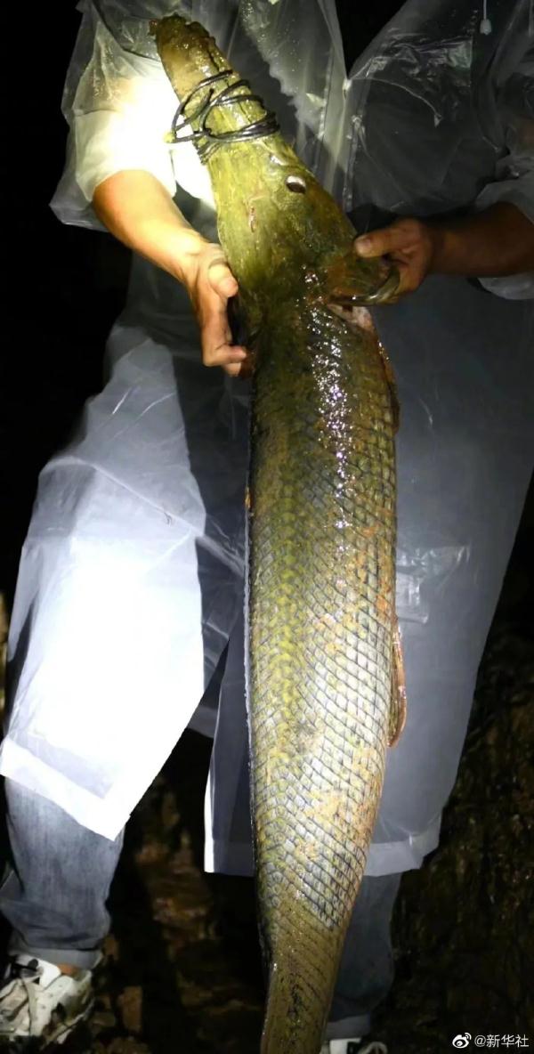河南2条“怪鱼”已被无害化处理！网上还在卖？