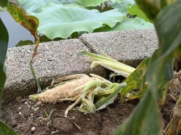 “大师兄”出山,在柳州吃自助餐!日子过得“猴”潇洒! “大师兄”出山,在柳州吃自助餐!日子过得“猴”潇洒!