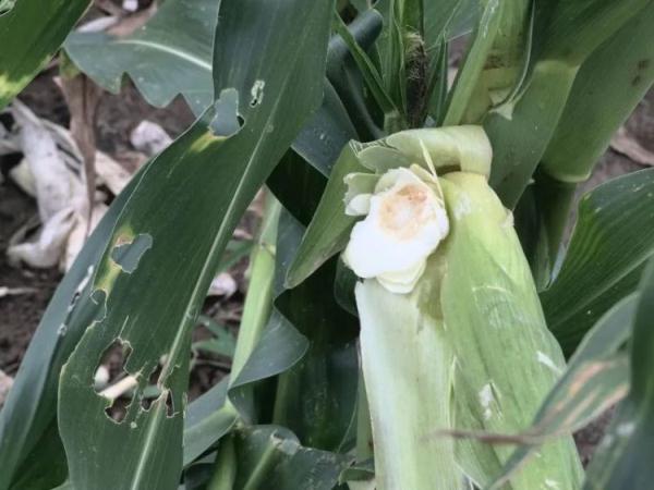 “大师兄”出山,在柳州吃自助餐!日子过得“猴”潇洒! “大师兄”出山,在柳州吃自助餐!日子过得“猴”潇洒!