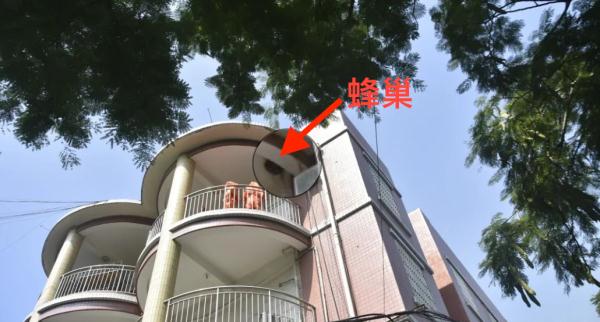 漫天飞舞！这些小家伙也要去上学了？！