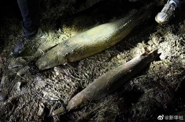 河南2条“怪鱼”已被无害化处理！网上还在卖？