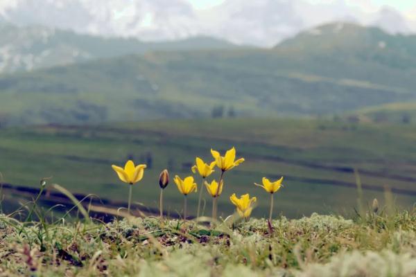 80后大叔成“植物猎人”:钻进新疆戈壁峡谷,追寻地球上“消失的植物” 80后大叔成“植物猎人”:钻进新疆戈壁峡谷,追寻地球上“消失的植物”