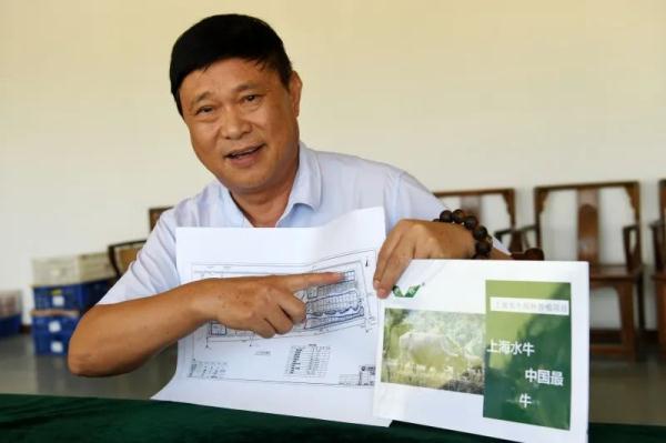 差点灭绝的“上海水牛”,缓缓走来了 差点灭绝的“上海水牛”,缓缓走来了