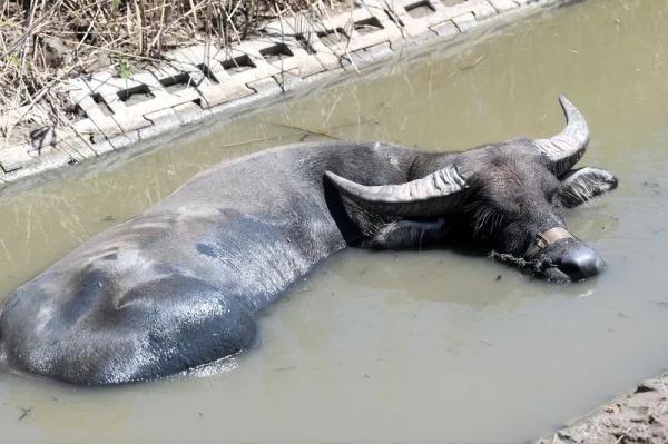 差点灭绝的“上海水牛”,缓缓走来了 差点灭绝的“上海水牛”,缓缓走来了