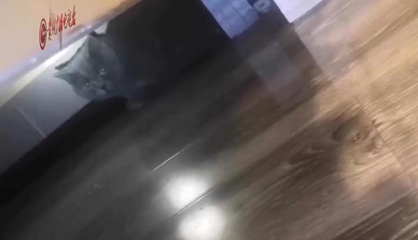 寻猫酬谢2000元，失主却临时反悔？贵阳小伙：她把我拉黑了