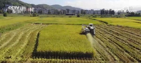 在希望的田野上 | 又是一年好“丰”景 各地丰收时节采收忙
