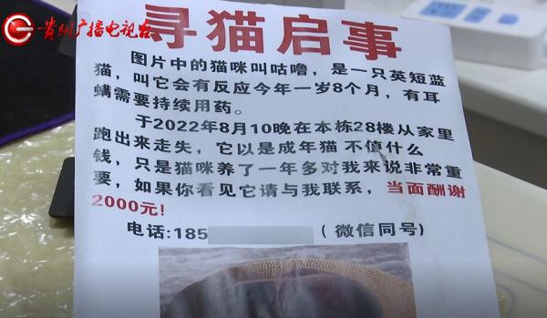 寻猫酬谢2000元，失主却临时反悔？贵阳小伙：她把我拉黑了