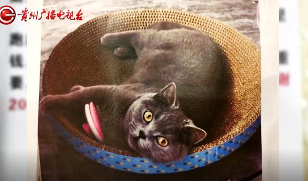 寻猫酬谢2000元，失主却临时反悔？贵阳小伙：她把我拉黑了