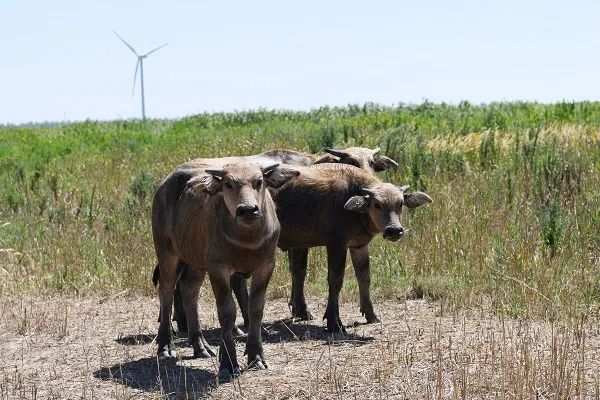 差点灭绝的“上海水牛”,缓缓走来了 差点灭绝的“上海水牛”,缓缓走来了
