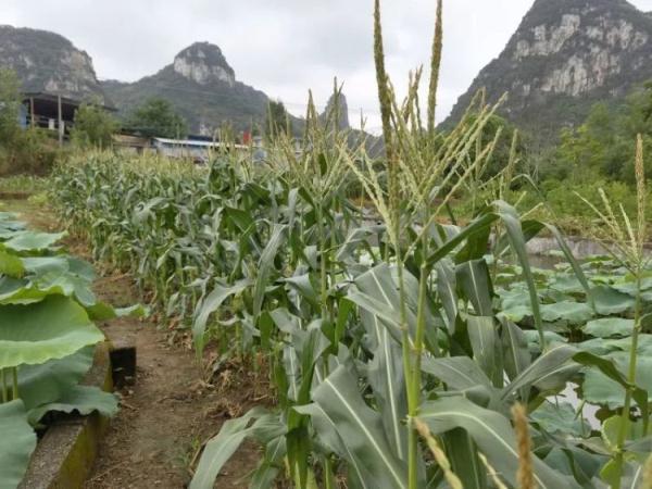 “大师兄”出山,在柳州吃自助餐!日子过得“猴”潇洒! “大师兄”出山,在柳州吃自助餐!日子过得“猴”潇洒!