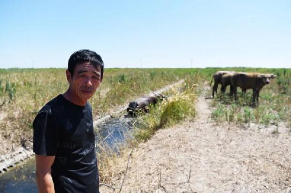 差点灭绝的“上海水牛”,缓缓走来了 差点灭绝的“上海水牛”,缓缓走来了