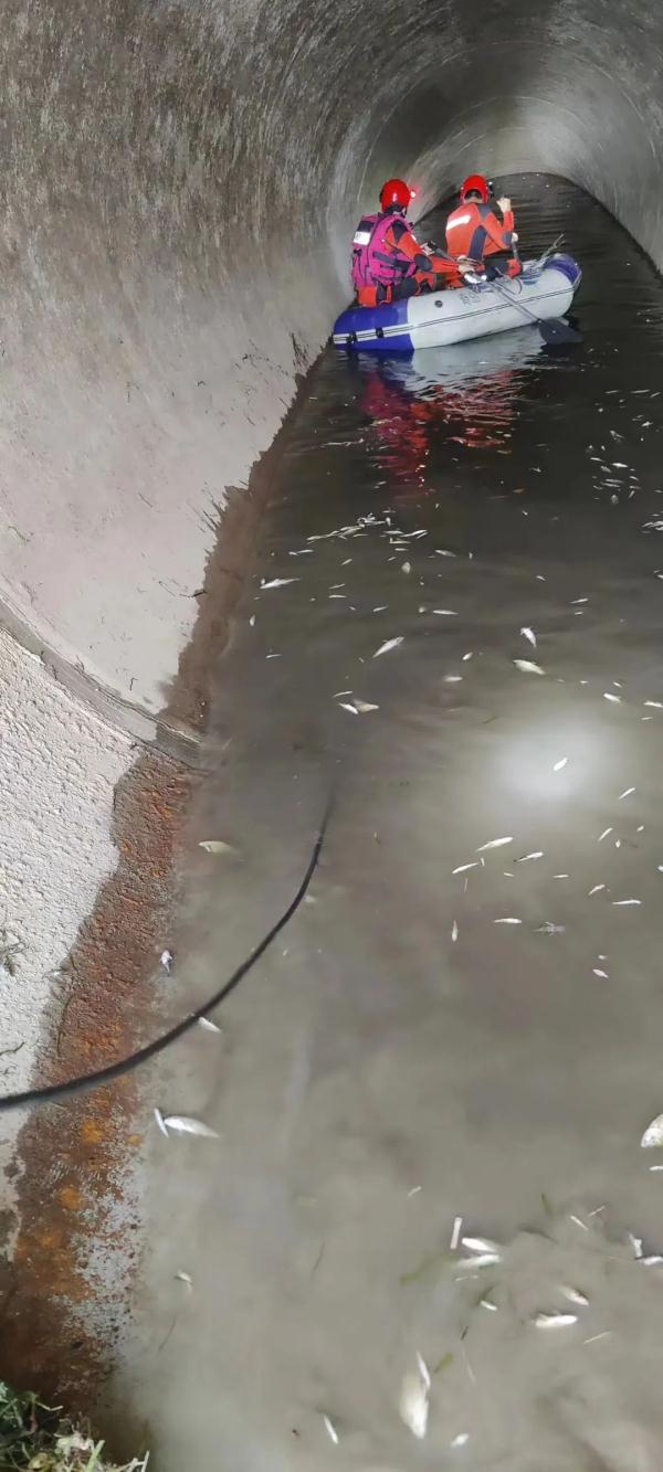 多地紧急提醒，冲上热搜！这条“怪鱼”，曾在台州出现过