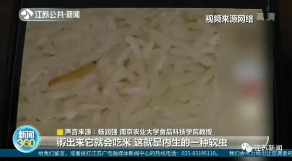 家里的米为啥凭空出现小虫？专家释疑→