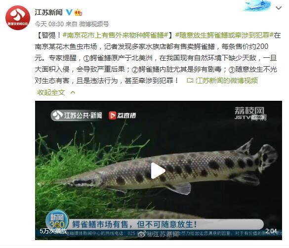 警惕!有售外来物种鳄雀鳝,提醒:随意放生违法 警惕!有售外来物种鳄雀鳝,提醒:随意放生违法