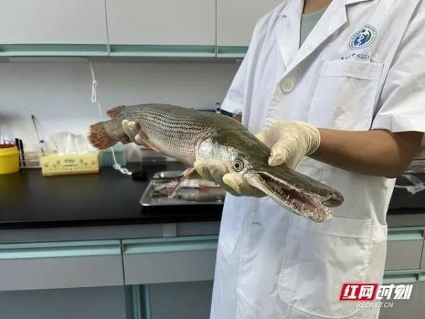 多地紧急提醒，冲上热搜！这条“怪鱼”，曾在台州出现过