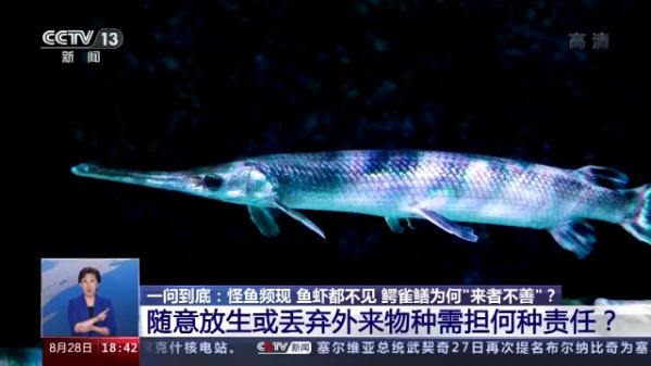 生性凶猛，有孩子被咬伤，还有剧毒……昆明一小区抽水抓“怪鱼”！