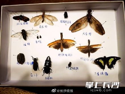 祝贺！长沙7名少年荣获宋庆龄奖学金