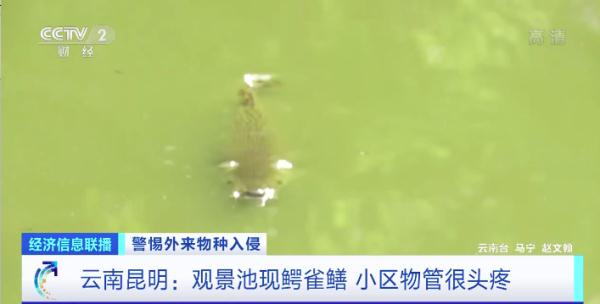 生性凶猛，有孩子被咬伤，还有剧毒……昆明一小区抽水抓“怪鱼”！