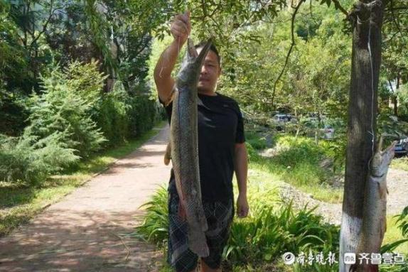 多地紧急提醒，冲上热搜！这条“怪鱼”，曾在台州出现过
