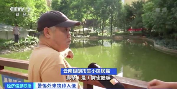 生性凶猛，有孩子被咬伤，还有剧毒……昆明一小区抽水抓“怪鱼”！