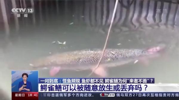 生性凶猛，有孩子被咬伤，还有剧毒……昆明一小区抽水抓“怪鱼”！