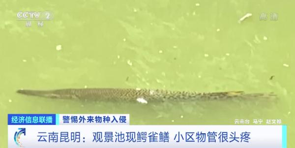 生性凶猛，有孩子被咬伤，还有剧毒……昆明一小区抽水抓“怪鱼”！