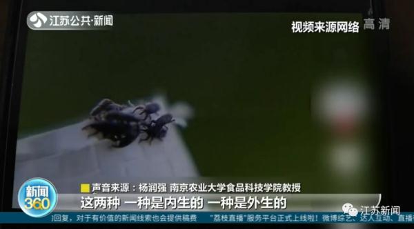 家里的米为啥凭空出现小虫？专家释疑→