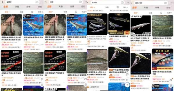 上海也有人钓到鳄雀鳝！为何要大动干戈捉它？幼鱼只要10元一条谁在卖？
