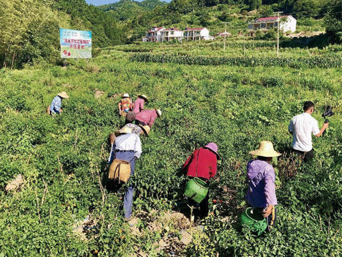 霍山县漫水河镇“红灯笼”辣椒特色产业成亮点