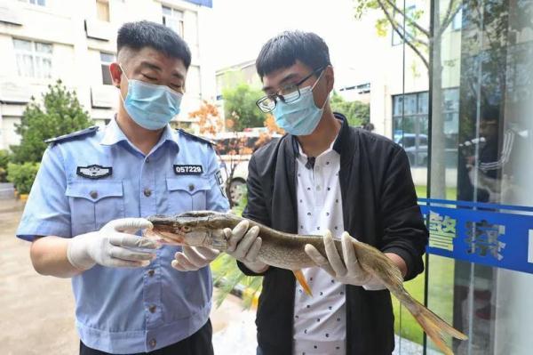 陕西沣惠渠现“怪鱼” ，警民排险原来是它...