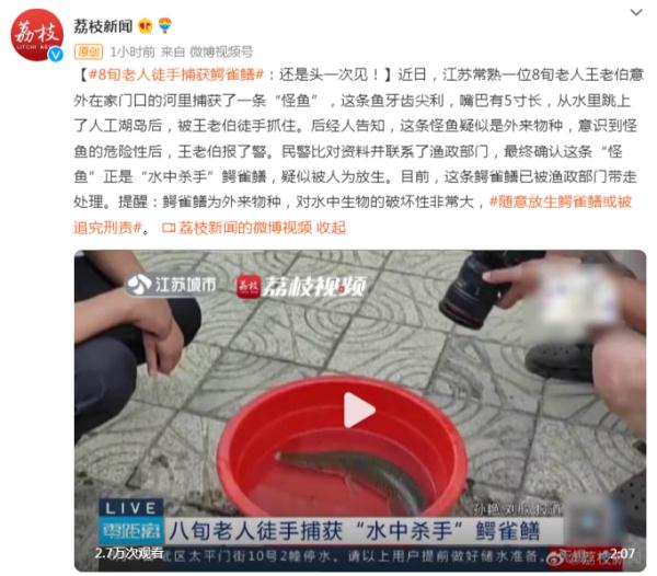 8旬老人徒手捕获鳄雀鳝：还是头一次见！