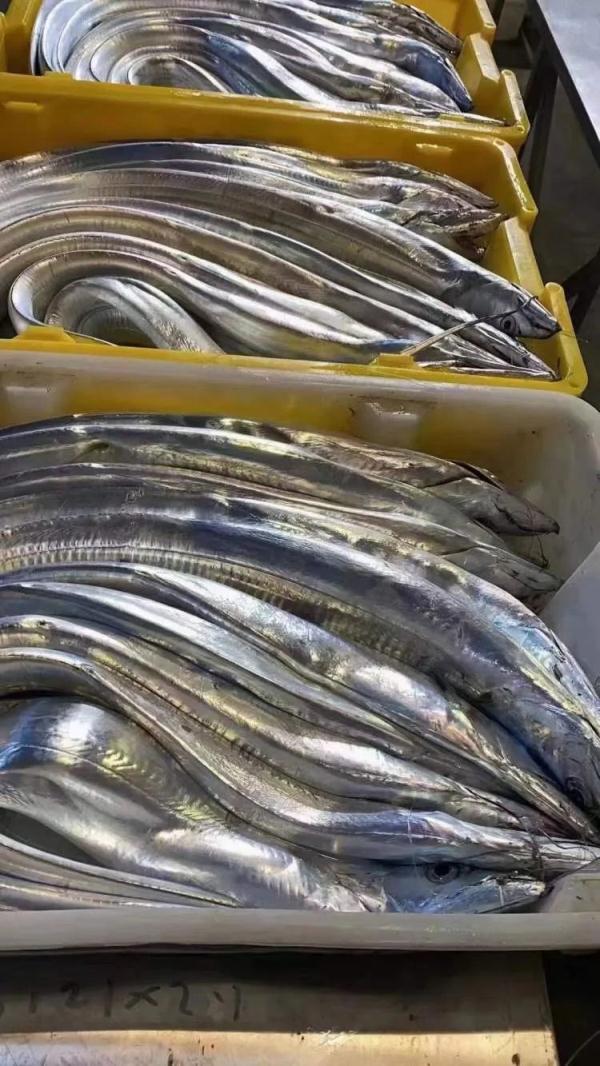 “油带鱼”上市了？水产专家：小心别上当！
