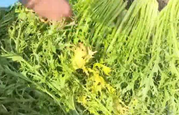 母女吃完自制的老坛酸菜,双双被送进ICU 母女吃完自制的老坛酸菜,双双被送进ICU