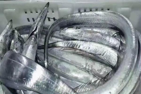 “油带鱼”上市了？水产专家：小心别上当！