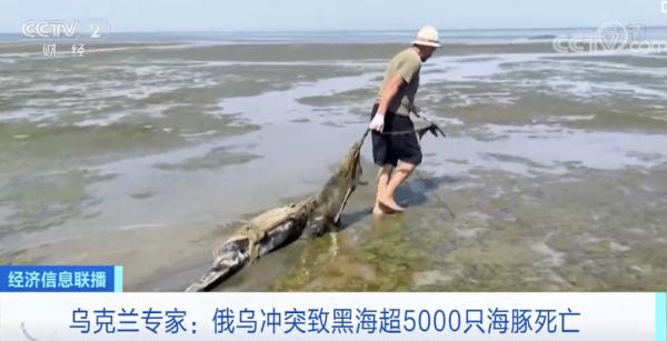 黑海超5000只海豚死亡！原因…
