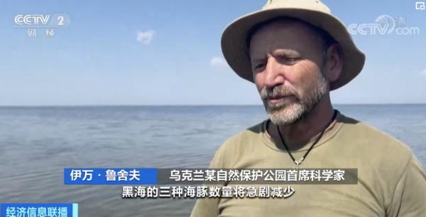 黑海超5000只海豚死亡！原因…