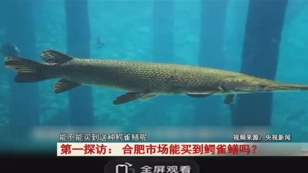 怪鱼多地出现，合肥市场能买到吗？记者探访...