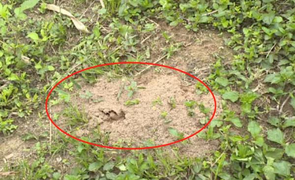 被咬一口,男子全身麻痹、倒地休克……看到它们,退!退!退! 被咬一口,男子全身麻痹、倒地休克……看到它们,退!退!退!