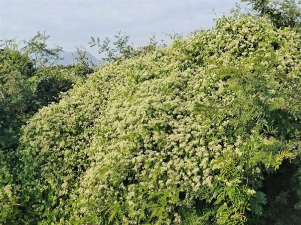 被咬一口,男子全身麻痹、倒地休克……看到它们,退!退!退! 被咬一口,男子全身麻痹、倒地休克……看到它们,退!退!退!