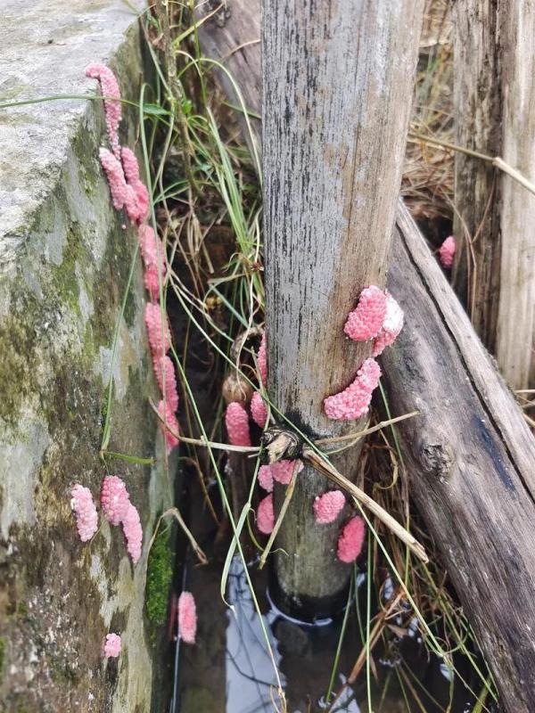 被咬一口,男子全身麻痹、倒地休克……看到它们,退!退!退! 被咬一口,男子全身麻痹、倒地休克……看到它们,退!退!退!