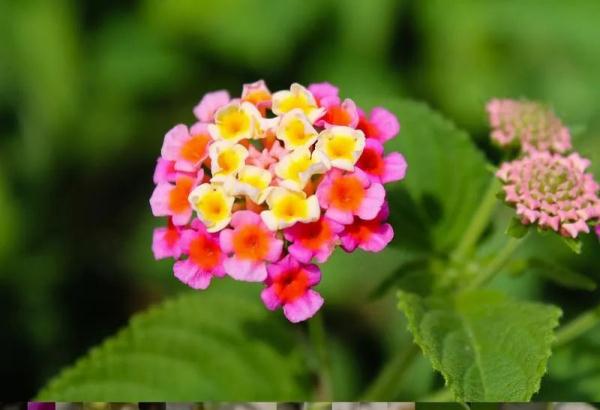 被咬一口,男子全身麻痹、倒地休克……看到它们,退!退!退! 被咬一口,男子全身麻痹、倒地休克……看到它们,退!退!退!