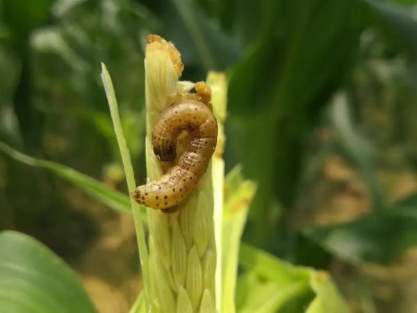 被咬一口,男子全身麻痹、倒地休克……看到它们,退!退!退! 被咬一口,男子全身麻痹、倒地休克……看到它们,退!退!退!