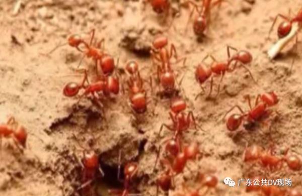 被咬一口,男子全身麻痹、倒地休克……看到它们,退!退!退! 被咬一口,男子全身麻痹、倒地休克……看到它们,退!退!退!