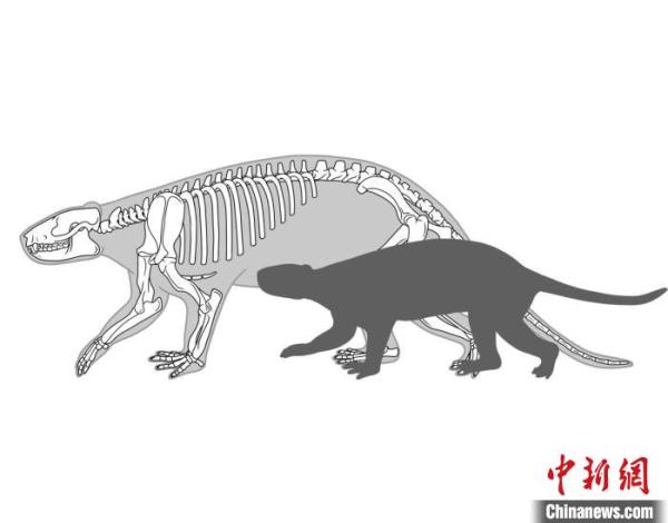 国际最新研究：早期哺乳动物生长速度快、寿命短