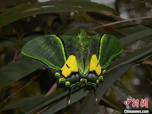 广西生物多样性丰富度居全国第三