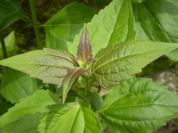 夏威夷“恶魔草”泛滥，环保组织训练狗狗对抗入侵物种