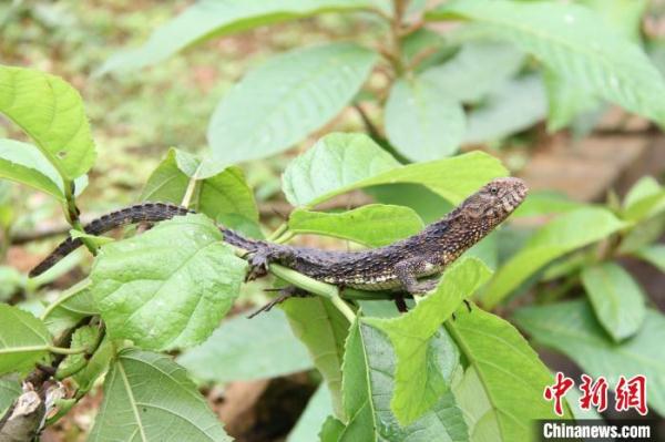 广西生物多样性丰富度居全国第三