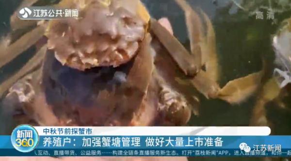 大闸蟹还来得及爬上中秋的饭桌吗？在努力蜕壳了！