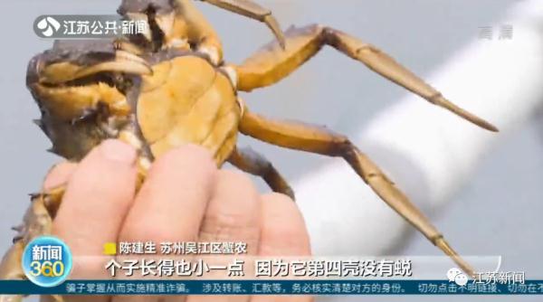 大闸蟹还来得及爬上中秋的饭桌吗？在努力蜕壳了！