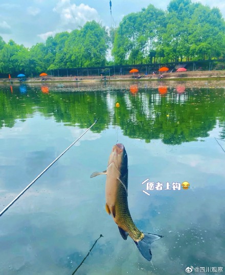 成都一男子在4楼阳台钓鱼